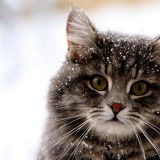 Cute kittens winter wallpaper