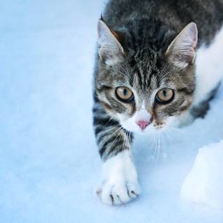 Cute kittens winter wallpaper