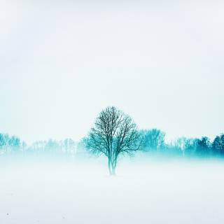 Fog winter wallpaper