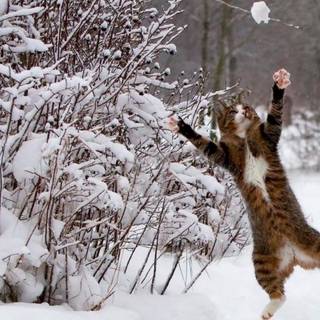 Cute kittens winter wallpaper