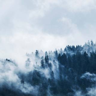 Fog winter wallpaper