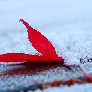 Leaf winter wallpaper