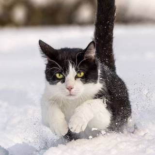 Cute kittens winter wallpaper