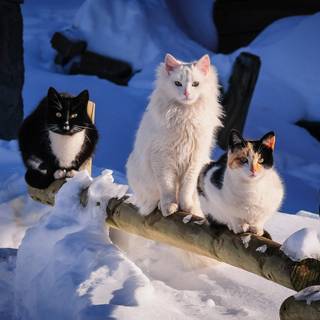 Cute kittens winter wallpaper