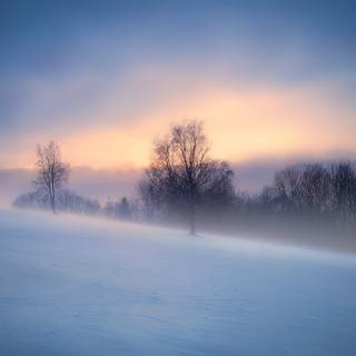 Fog winter wallpaper