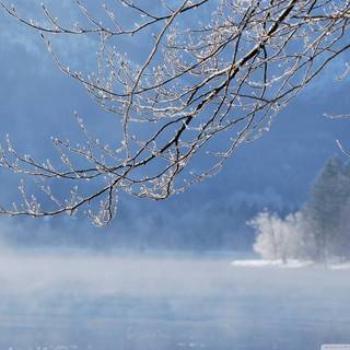 Fog winter wallpaper