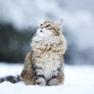 Cute kittens winter wallpaper