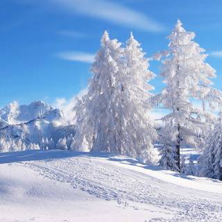 Winter poster wallpaper