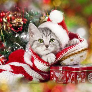 Cute kittens winter wallpaper