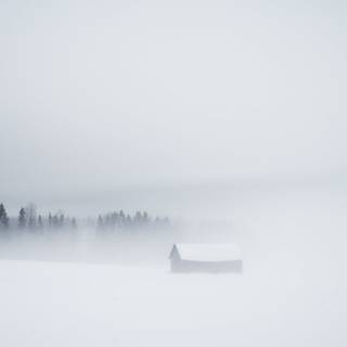 Fog winter wallpaper