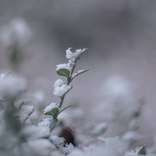 Leaf winter wallpaper