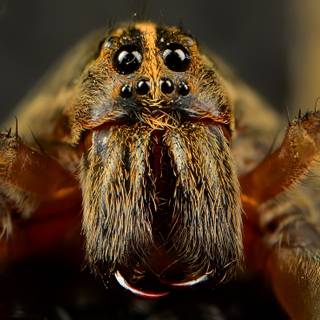 Spiders 4k wallpaper