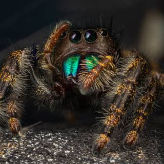 Spiders 4k wallpaper