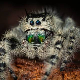 Spiders 4k wallpaper