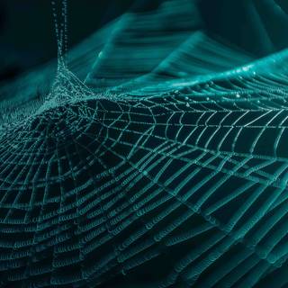 Spiders 4k wallpaper