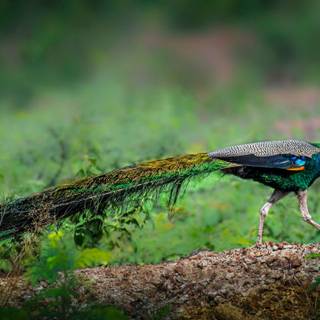 Female peacocks wallpaper