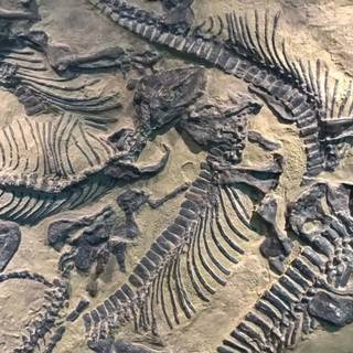 Fossil watch wallpaper