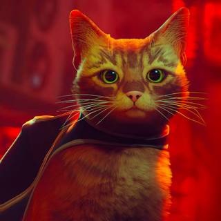 Stray Cat game wallpaper