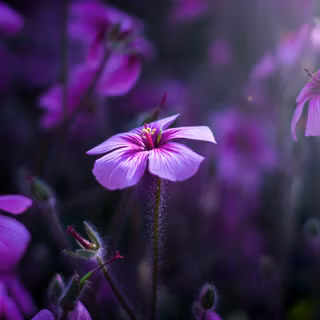 Purple Chromebook wallpaper