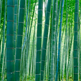 Green Japan wallpaper