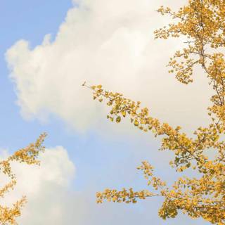 Calm iPhone wallpaper