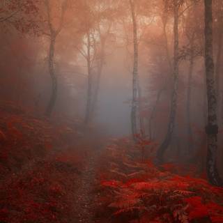 Autumn fog wallpaper