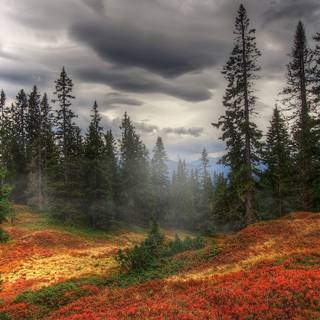 Autumn fog wallpaper