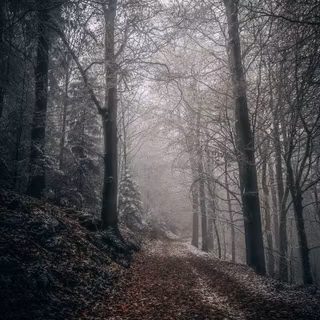 Autumn fog wallpaper