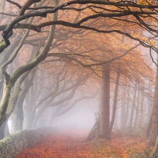 Autumn fog wallpaper