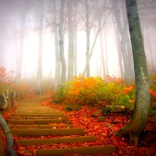 Autumn fog wallpaper