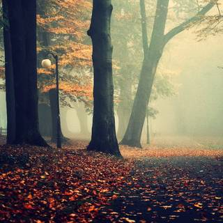 Autumn fog wallpaper