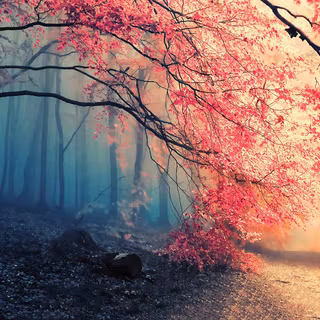 Autumn fog wallpaper