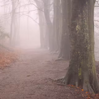 Autumn fog wallpaper