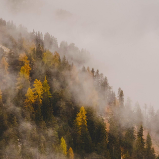 Autumn fog wallpaper