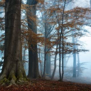 Autumn fog wallpaper