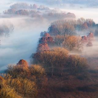 Autumn fog wallpaper