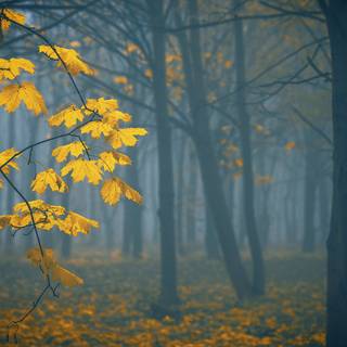 Autumn fog wallpaper