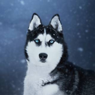 Husky phone wallpaper