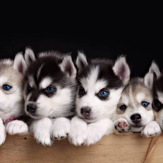 Cute baby Huskies wallpaper
