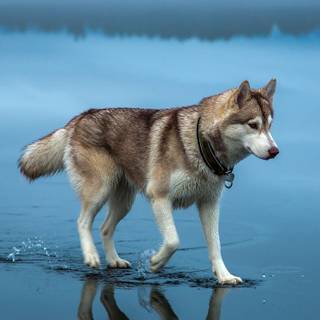 Husky phone wallpaper