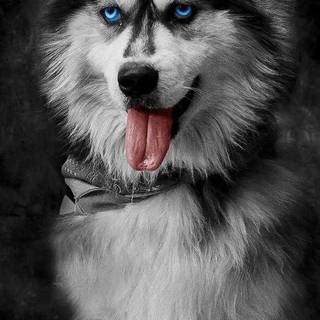 Husky phone wallpaper