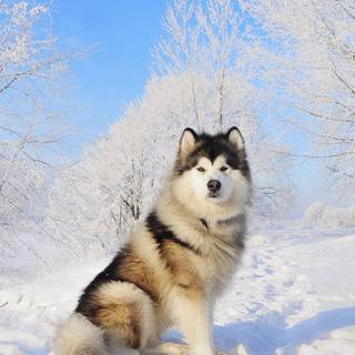 Husky phone wallpaper