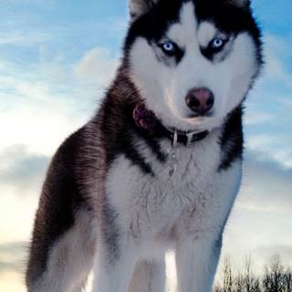 Husky phone wallpaper