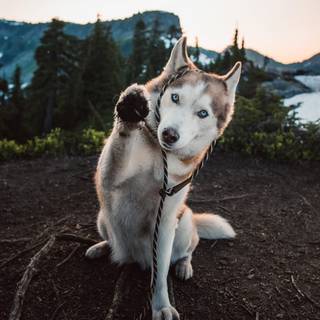Husky phone wallpaper