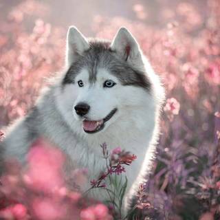 Cute Alaskan husky wallpaper