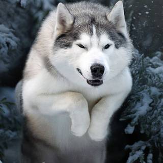 Husky phone wallpaper