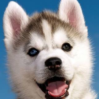 Husky phone wallpaper