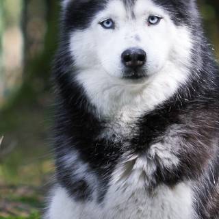 Husky phone wallpaper