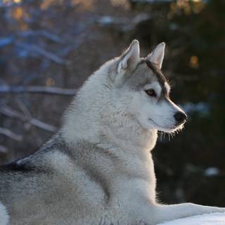 Husky phone wallpaper