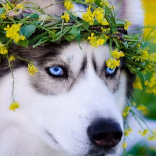 Husky phone wallpaper